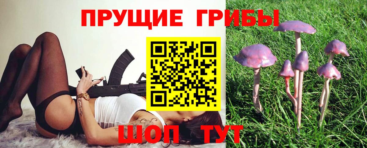 Галлюциногенные грибы Psilocybe Тихвин